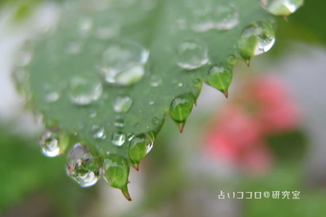 葉に雨の水滴