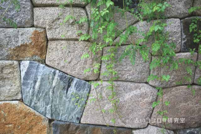 壁に伝うツル草