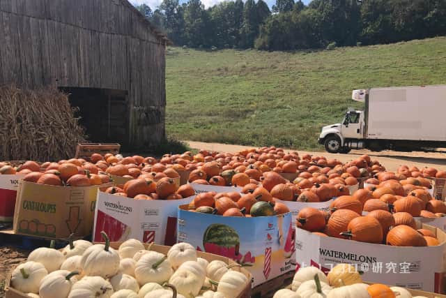 収穫した野菜の山